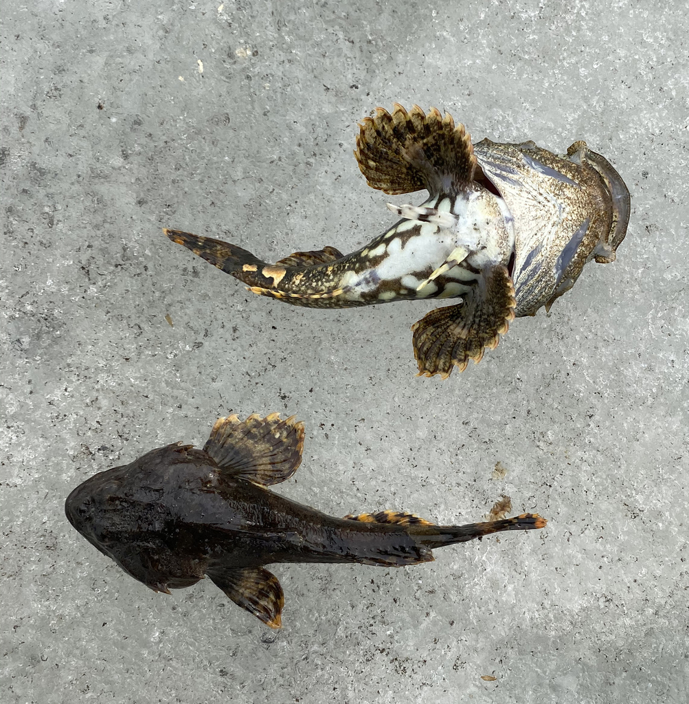 Frog sculpin (Myoxocephalus stelleri) — Cottidae