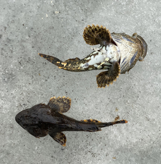 Steller's Sculpin photo 1