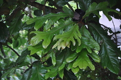Athertonia diversifolia
