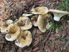 Lactarius maculatipes