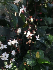 Clerodendrum schmidtii