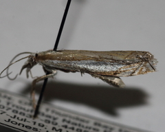 Crambus pascuella