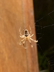 Eriophora edax