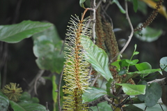 Athertonia diversifolia
