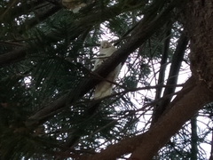 Cacatua sanguinea