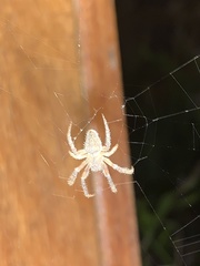 Eriophora edax