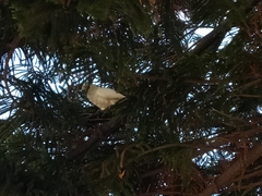 Cacatua sanguinea