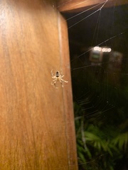 Eriophora edax