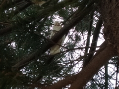 Cacatua sanguinea