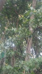 Alstonia scholaris