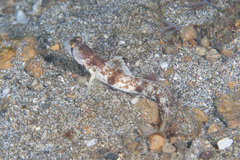 Tomiyamichthys oni