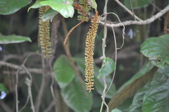 Athertonia diversifolia