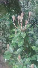 Choniastrum