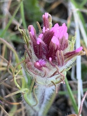 Castilleja exserta