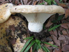 Lactarius maculatipes