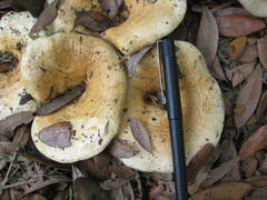 Lactarius maculatipes