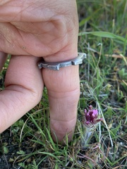 Castilleja exserta