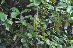 Athertonia diversifolia