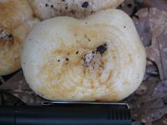 Lactarius maculatipes