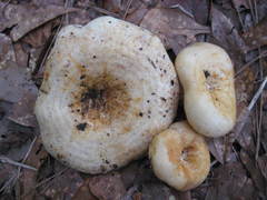 Lactarius maculatipes