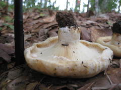 Lactarius maculatipes