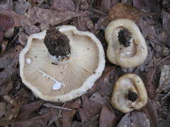 Lactarius maculatipes