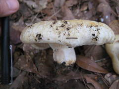 Lactarius maculatipes