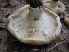 Lactarius maculatipes