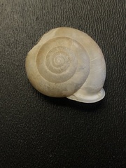 Patera perigrapta