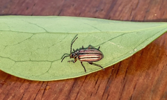 Disonycha bicarinata