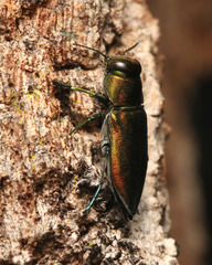 Torresita cuprifera