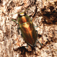 Torresita cuprifera