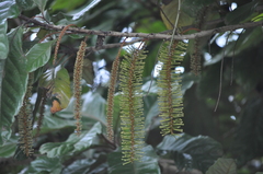 Athertonia diversifolia