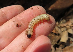 Scolecocampa liburna