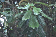 Athertonia diversifolia