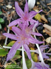 Colchicum × agrippinum