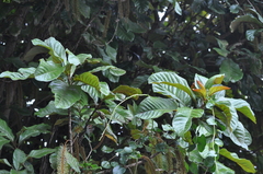 Athertonia diversifolia