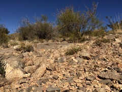 Muhlenbergia minutissima
