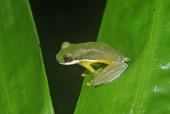 Duellmanohyla salvavida