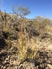 Panicum hallii