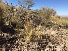 Panicum hallii
