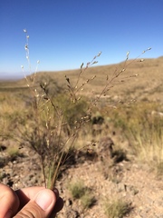 Panicum hallii