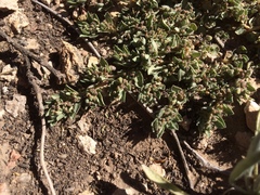 Euphorbia stictospora