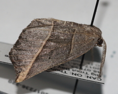 Metanema determinata
