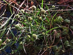 Cyperus blepharoleptos