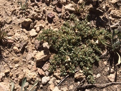 Euphorbia stictospora