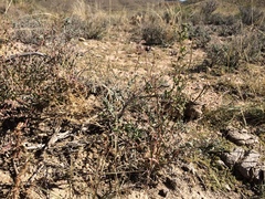 Chenopodium leptophyllum