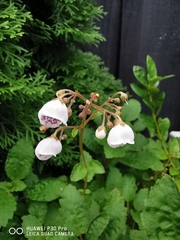 Jovellana sinclairii