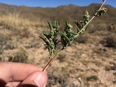 Chenopodium leptophyllum
