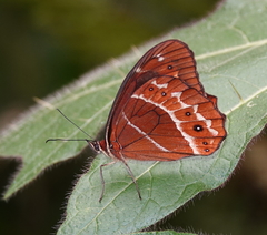 Oxeoschistus simplex